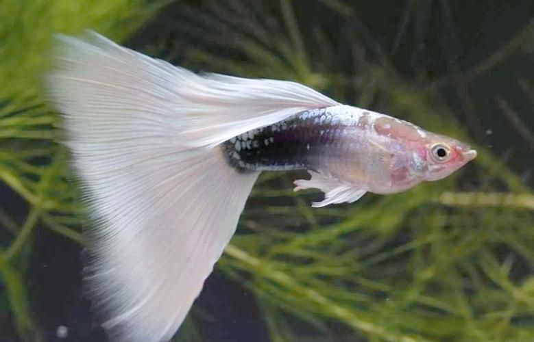 有哪些孔雀魚品種，孔雀魚的信息整理