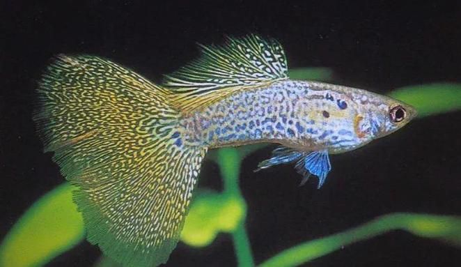 有哪些孔雀魚品種，孔雀魚的信息整理