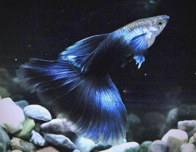 有哪些孔雀魚品種，孔雀魚的信息整理