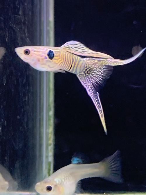 有哪些孔雀魚品種，孔雀魚的信息整理