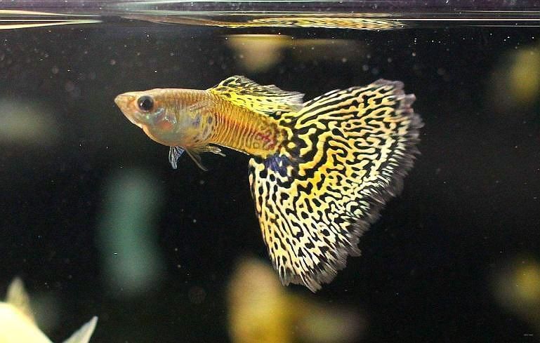 有哪些孔雀魚品種，孔雀魚的信息整理