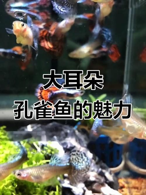 有哪些孔雀魚品種，孔雀魚的信息整理