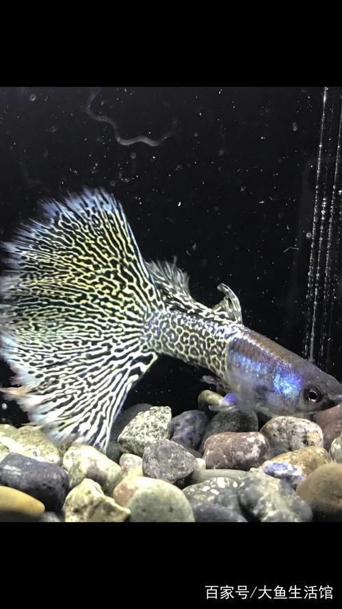 有哪些孔雀魚品種，孔雀魚的信息整理