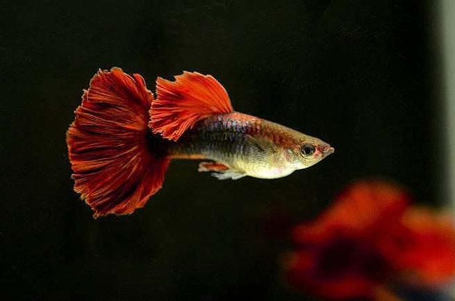 有哪些孔雀魚品種，孔雀魚的信息整理