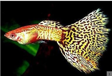 有哪些孔雀魚品種，孔雀魚的信息整理