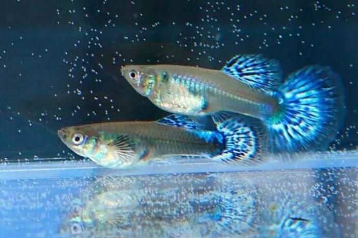 有哪些孔雀魚品種，孔雀魚的信息整理