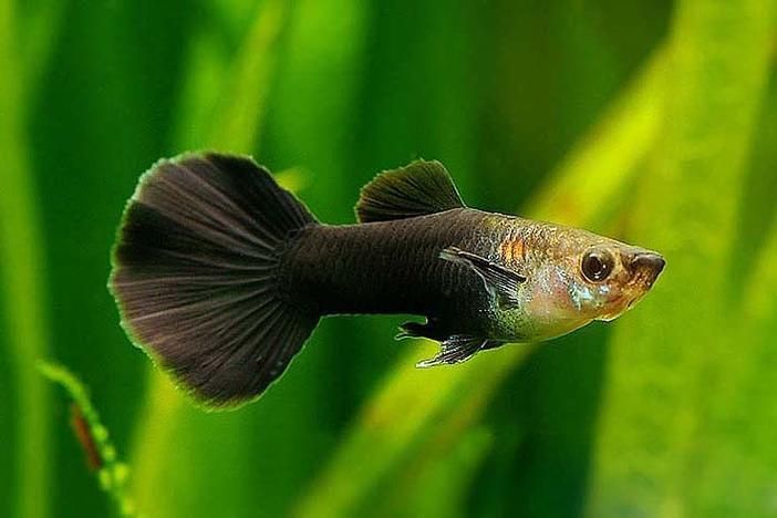 有哪些孔雀魚品種，孔雀魚的信息整理