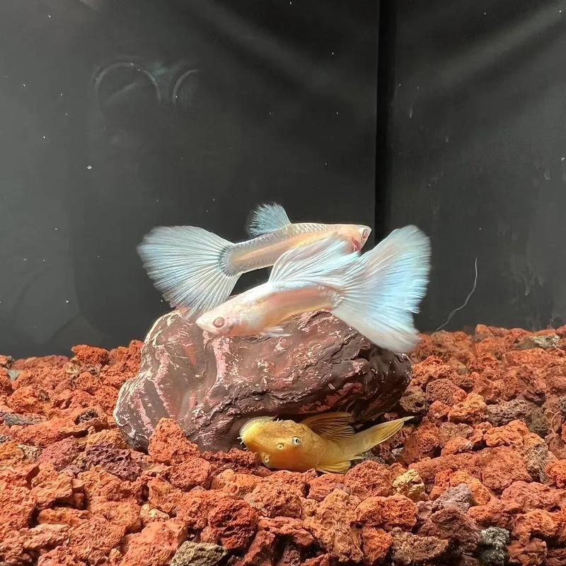 有哪些孔雀魚品種，孔雀魚的信息整理