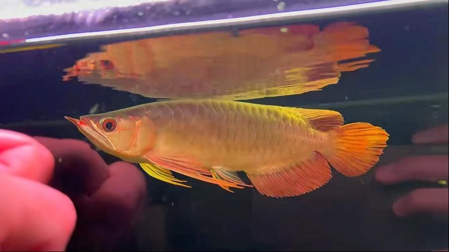 短身龍魚的價格是多少？，短身龍魚價格是多少