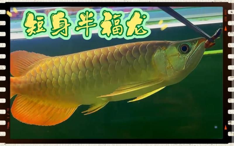 短身龍魚的價格是多少？，短身龍魚價格是多少