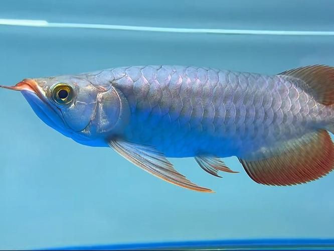短身龍魚的價格是多少？，短身龍魚價格是多少
