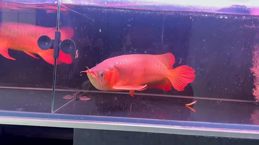 短身龍魚的價格是多少？，短身龍魚價格是多少