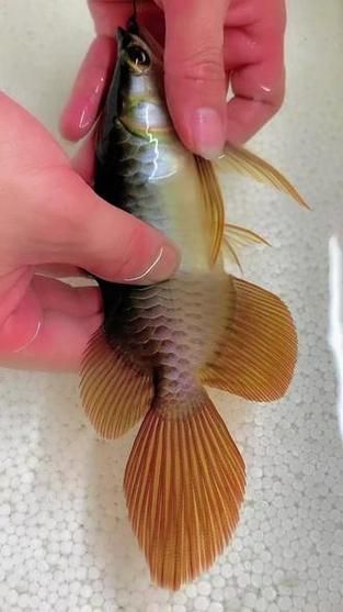 短身龍魚的價格是多少？，短身龍魚價格是多少