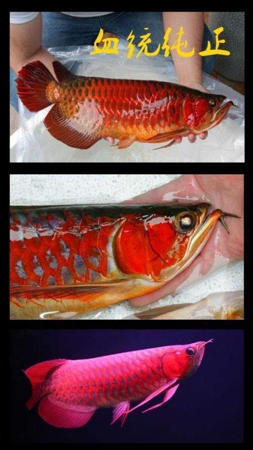 雪龍魚有哪些主要品種？，雪龍魚與白化銀龍魚的區別，雪龍魚的飼養方法是什么