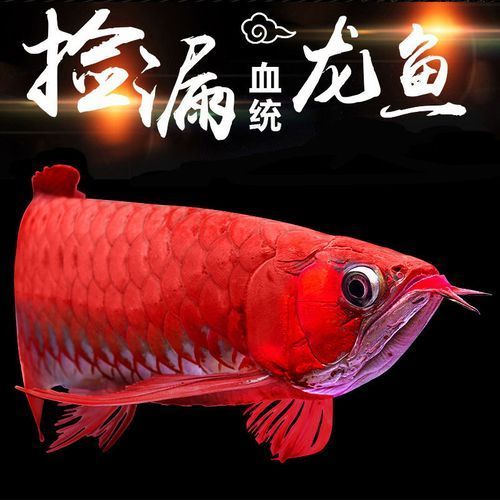 雪龍魚(yú)有哪些主要品種？，雪龍魚(yú)與白化銀龍魚(yú)的區(qū)別，雪龍魚(yú)的飼養(yǎng)方法是什么