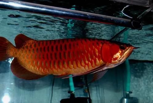 雪龍魚(yú)有哪些主要品種？，雪龍魚(yú)與白化銀龍魚(yú)的區(qū)別，雪龍魚(yú)的飼養(yǎng)方法是什么
