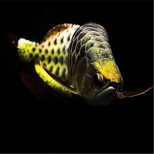 給我?guī)讖埞诺渌{(lán)底過背金龍魚圖片，古典藍(lán)底過背金龍魚