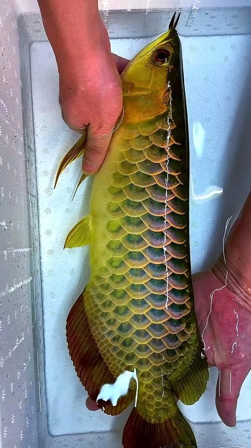 給我?guī)讖埞诺渌{(lán)底過背金龍魚圖片，古典藍(lán)底過背金龍魚