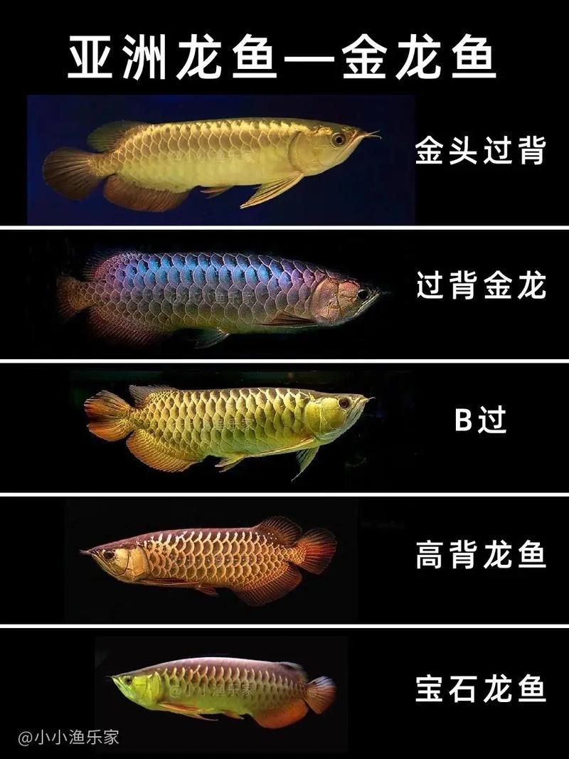 有哪些龍魚(yú)品種值得購(gòu)買(mǎi)