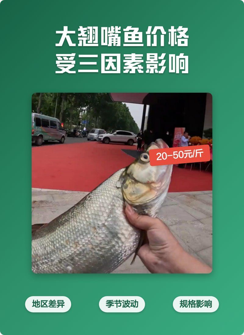 翹嘴魚的價格為何如此高昂，翹嘴魚價格為何如此高昂，