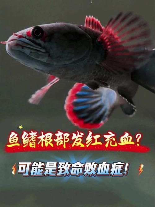 能提供一些魚鰭根部充血的圖片嗎，魚鰭根部充血可能是由多種原因引起的，可能是多種原因引起的