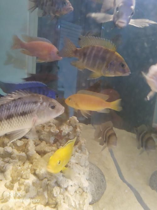 能提供一些魚鰭根部充血的圖片嗎，魚鰭根部充血可能是由多種原因引起的，可能是多種原因引起的