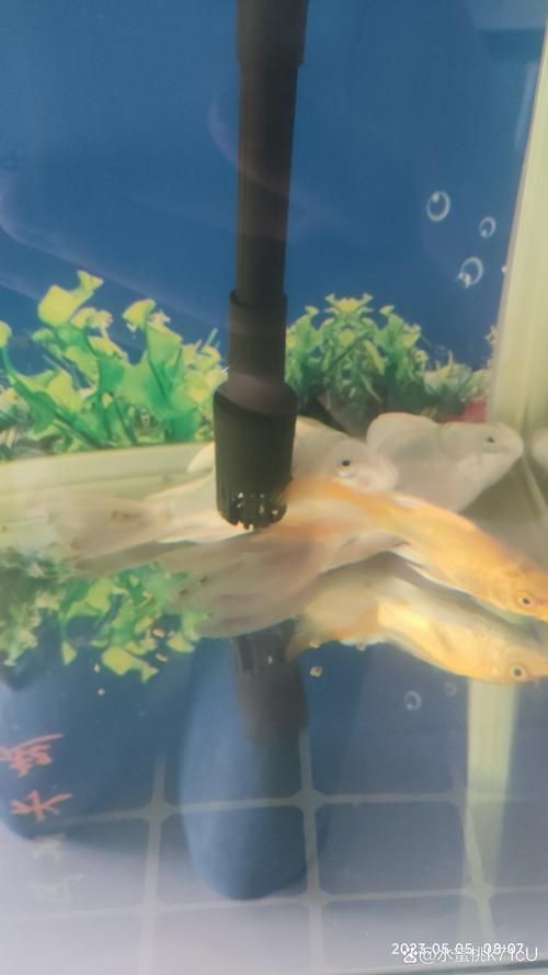 能提供一些魚鰭根部充血的圖片嗎，魚鰭根部充血可能是由多種原因引起的，可能是多種原因引起的