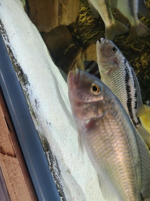 能提供一些魚鰭根部充血的圖片嗎，魚鰭根部充血可能是由多種原因引起的，可能是多種原因引起的