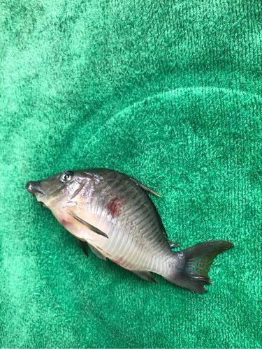 能提供一些魚鰭根部充血的圖片嗎，魚鰭根部充血可能是由多種原因引起的，可能是多種原因引起的