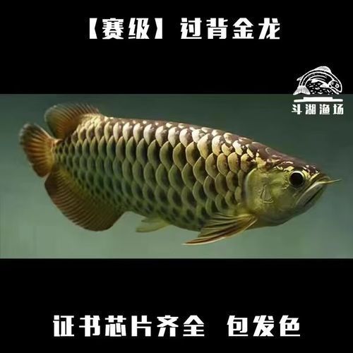 3cm金龍魚苗價(jià)格，金龍魚苗價(jià)格
