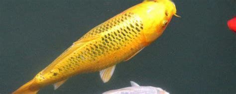 金魚身上發(fā)黑能恢復(fù)嗎，金魚身上發(fā)黑能恢復(fù)嗎金魚身上發(fā)黑能恢復(fù)嗎