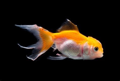 金魚(yú)身上發(fā)黑能恢復(fù)嗎，金魚(yú)身上發(fā)黑能恢復(fù)嗎金魚(yú)身上發(fā)黑能恢復(fù)嗎