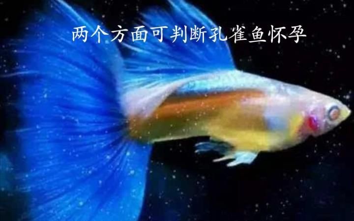 如何區(qū)分魚懷孕和腹水，如何區(qū)分魚懷孕和腹水,判斷魚是“懷孕”還是腹水