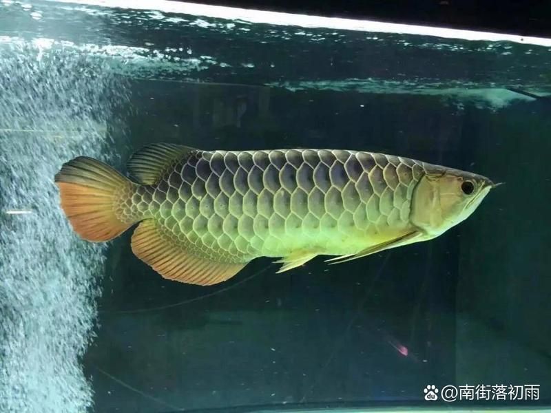如何辨別大觀龍魚的真偽？，大觀龍魚的真偽鑒別指南（含真偽對比圖示圖示）