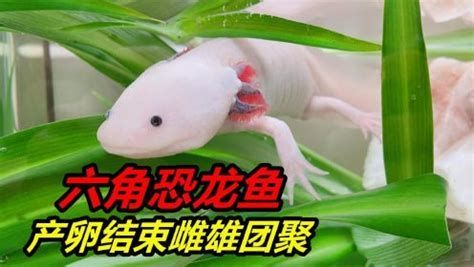 杰西卡恐龍魚，杰西卡恐龍魚在海洋生態(tài)系統(tǒng)中扮演著重要角色的生物
