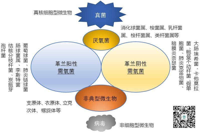 哪些抗生素可以治療細菌感染，哪些抗生素可以治療細菌感染,用戶要求詳解