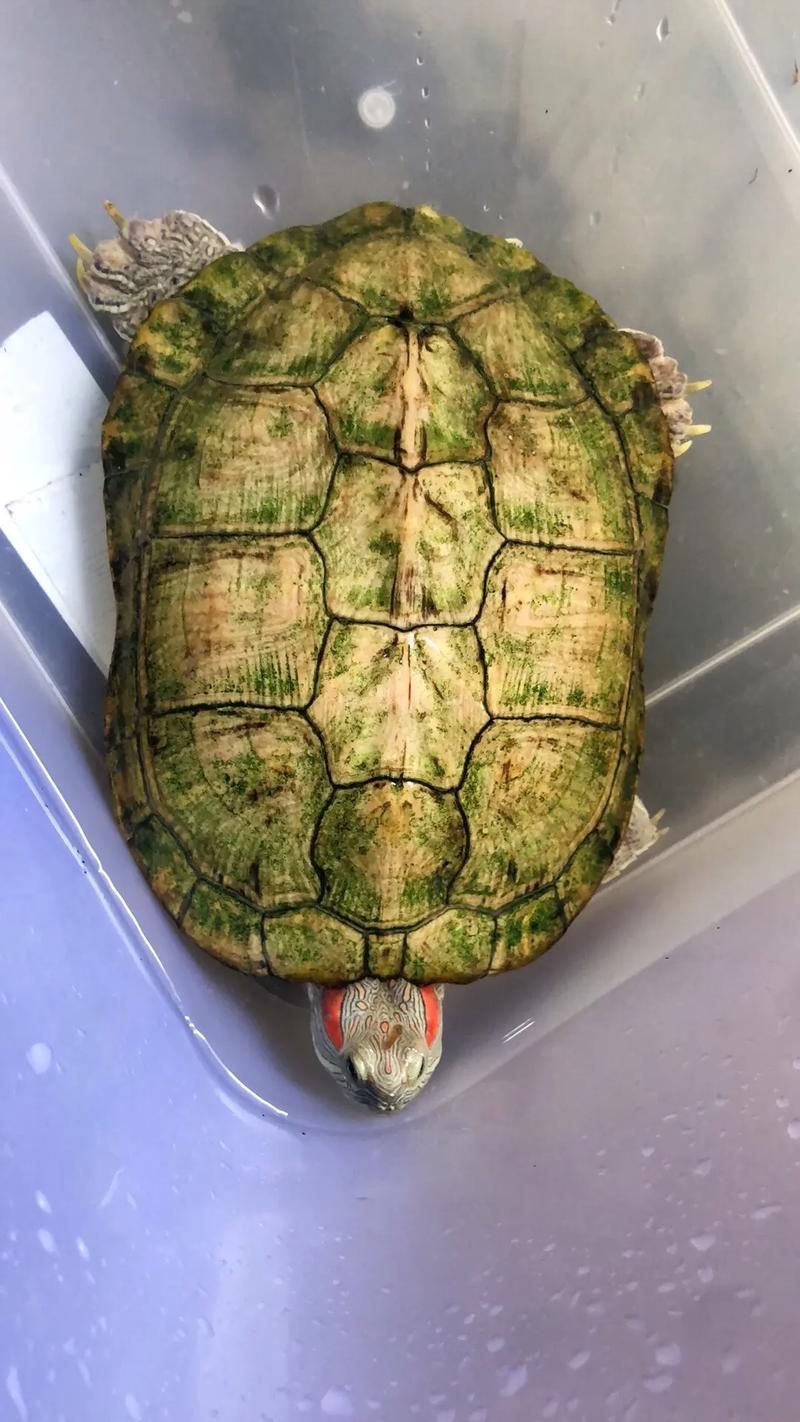 白化巴西龜的飼養方法