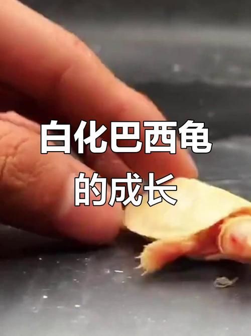 白化巴西龜的飼養方法