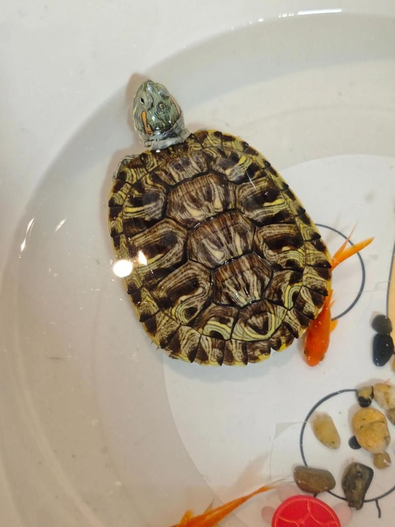 白化巴西龜的飼養方法