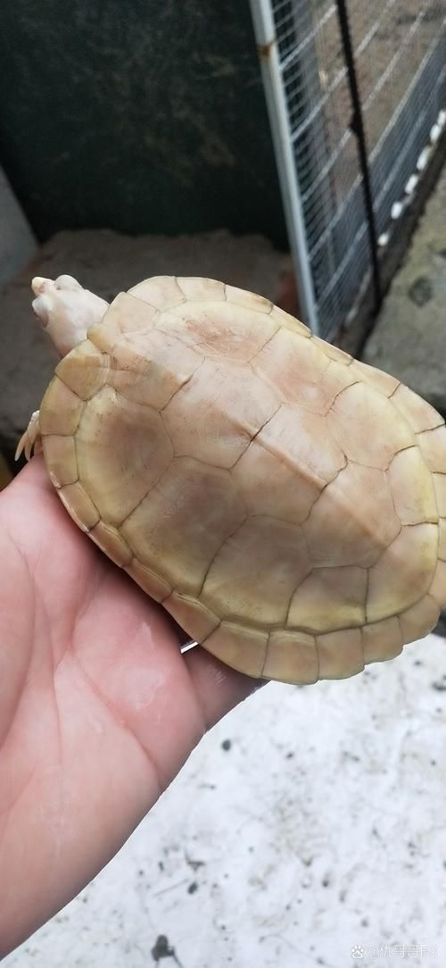 白化巴西龜的飼養方法