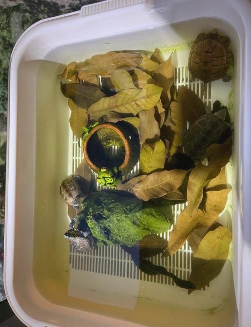 白化巴西龜的飼養方法