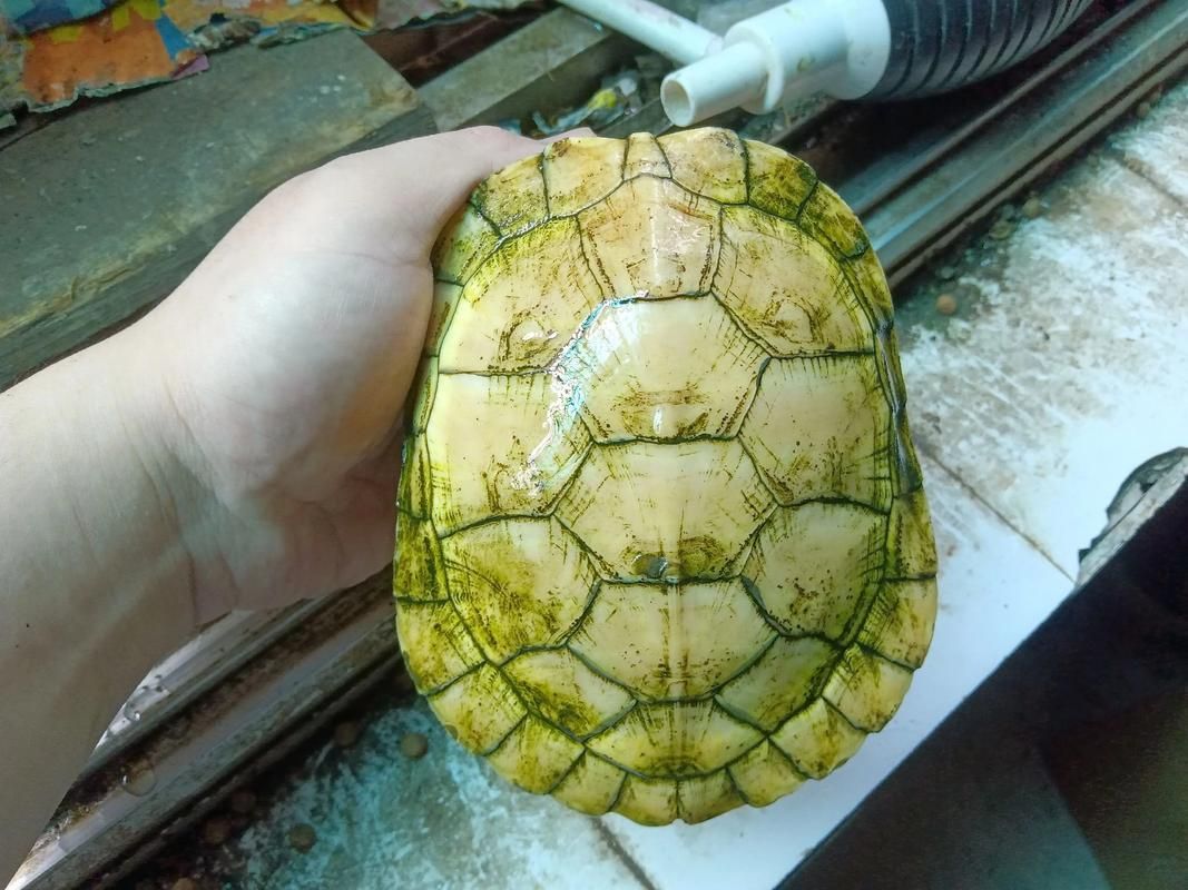 白化巴西龜的飼養方法