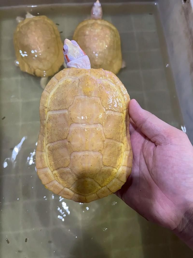 白化巴西龜的飼養方法