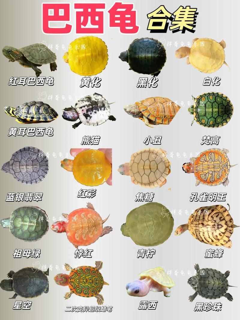 白化巴西龜的飼養方法