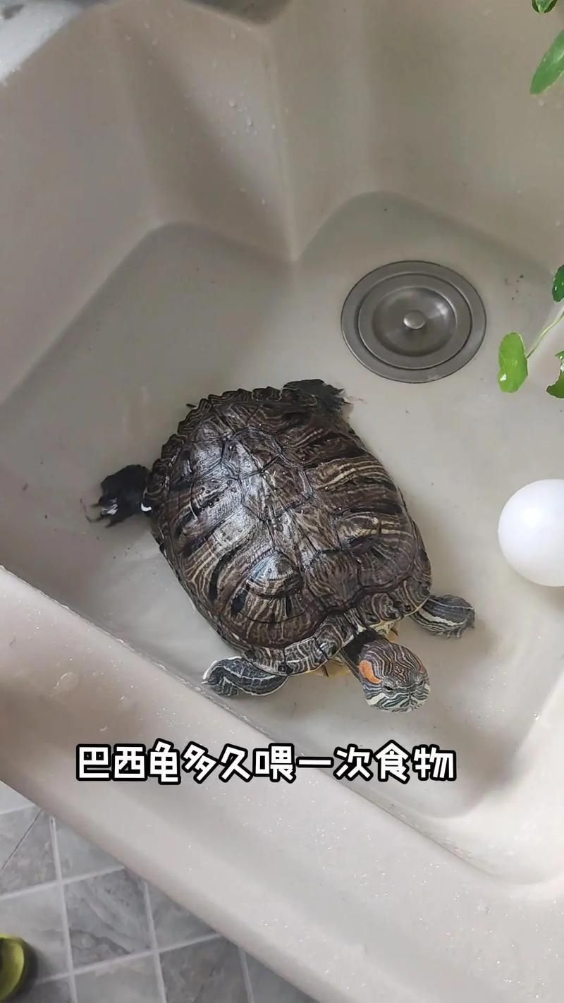 白化巴西龜的飼養方法
