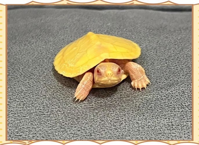 白化巴西龜的飼養方法