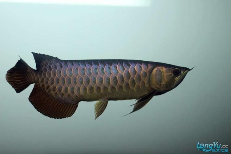 過背金龍魚有哪些著名的飼養者？，過背金龍魚有哪些著名飼養者？