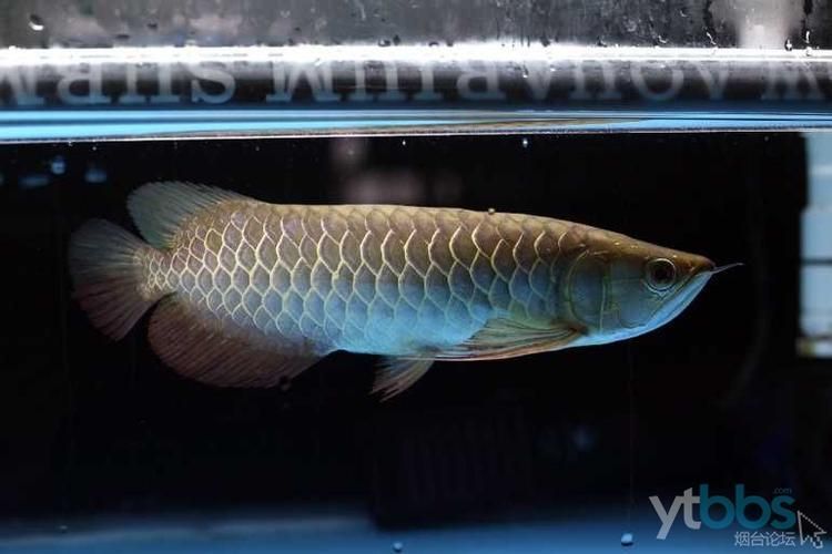 過(guò)背金龍魚有哪些著名的飼養(yǎng)者？，過(guò)背金龍魚有哪些著名飼養(yǎng)者？