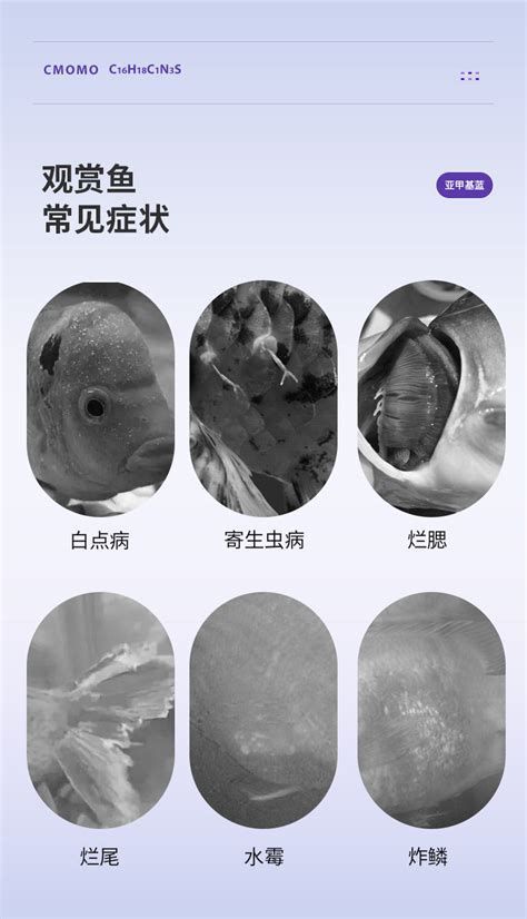 觀賞魚爛鰭的預防和治療，觀賞魚爛鰭的預防和治療,觀賞魚爛鰭（鰭腐）防治全攻略
