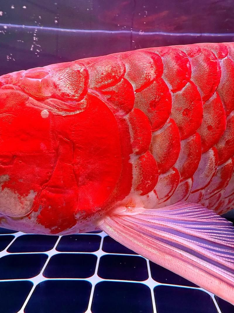 給我一些辨別印尼漁場紅龍魚的真?zhèn)螆D片，印尼漁場紅龍魚的真?zhèn)舞b別